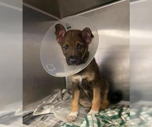 German Shepherd Dog Dogs for adoption in San Antonio, TX, USA