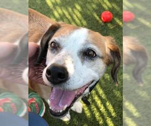 Beagle-Unknown Mix Dogs for adoption in Saint Louis, MO, USA