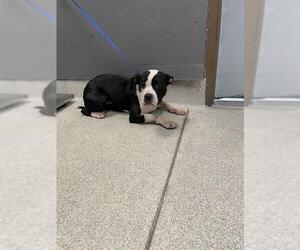 American Staffordshire Terrier-Unknown Mix Dogs for adoption in Tallahassee, FL, USA