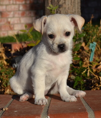 Medium Photo #1 Mutt Puppy For Sale in Simi Valley, CA, USA