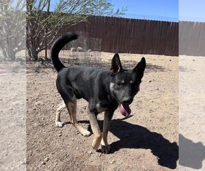 German Shepherd Dog-Unknown Mix Dogs for adoption in Incline Village, NV, USA