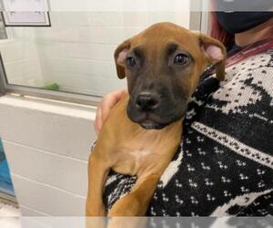 Mastiff Dogs for adoption in Hampton Bays, NY, USA