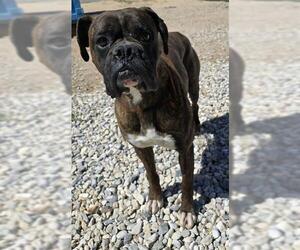 Boxer Dogs for adoption in HESPERIA, CA, USA