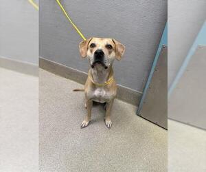 Mutt Dogs for adoption in Las Vegas, NV, USA