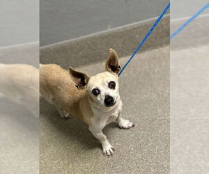 Chihuahua-Unknown Mix Dogs for adoption in Las Vegas, NV, USA