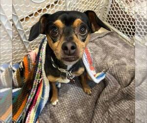 Miniature Pinscher-Unknown Mix Dogs for adoption in New Oxford , PA, USA