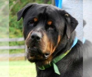 Rottweiler Dogs for adoption in Chesapeake City, MD, USA