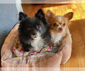 Chihuahua-Unknown Mix Dogs for adoption in Kansas City, MO, USA