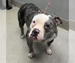 Bulldog-Unknown Mix Dogs for adoption in Las Vegas, NV, USA