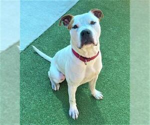 American Bulldog Dogs for adoption in Fort Lauderdale, FL, USA