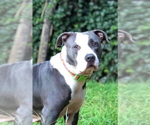 American Staffordshire Terrier Dogs for adoption in Woodstock , GA, USA