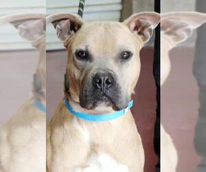 American Staffordshire Terrier-Unknown Mix Dogs for adoption in Siren, WI, USA