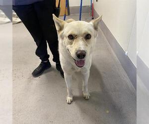 Siberian Husky Dogs for adoption in Modesto, CA, USA