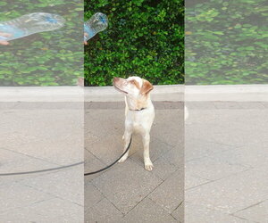 Labrador Retriever-Unknown Mix Dogs for adoption in The Woodlands, TX, USA