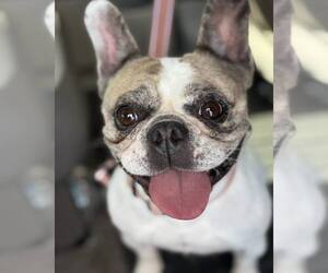 Medium Photo #4 Boston Terrier Puppy For Sale in Valrico, FL, USA