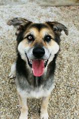 Alaskan Malamute-German Shepherd Dog Mix Dogs for adoption in Royal Oak, MI, USA