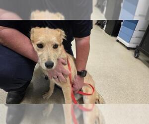Mutt Dogs for adoption in Riverside, CA, USA