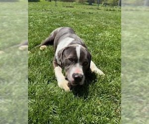 American Pit Bull Terrier-Unknown Mix Dogs for adoption in Hinckley, IL, USA