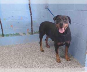 Rottweiler Dogs for adoption in San Bernardino, CA, USA
