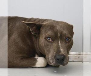 American Staffordshire Terrier-Unknown Mix Dogs for adoption in San Antonio, TX, USA