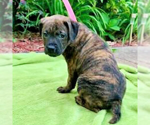 Boxer-Feist Terrier Mix Dogs for adoption in Rutherfordton, NC, USA