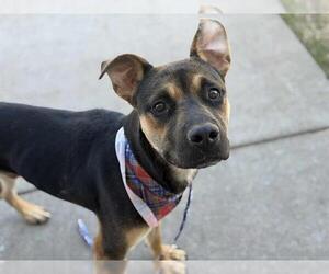 Mutt Dogs for adoption in Tulsa, OK, USA