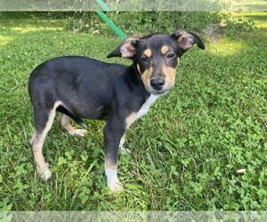 Mountain Cur-Unknown Mix Dogs for adoption in Sparta, TN, USA