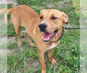 Mutt Dogs for adoption in Titusville, FL, USA