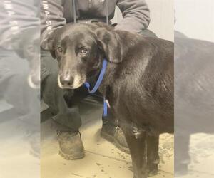 Shepradors Dogs for adoption in Tallahassee, FL, USA