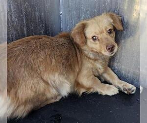 Mutt Dogs for adoption in San Antonio, TX, USA