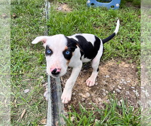Staffordshire Bull Terrier-Unknown Mix Dogs for adoption in Tracy City, TN, USA