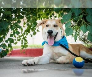 Anatolian Shepherd-Unknown Mix Dogs for adoption in Dallas, TX, USA