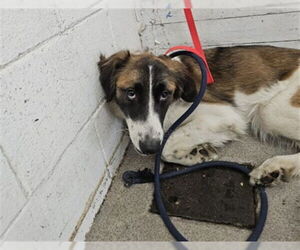 Collie Dogs for adoption in San Bernardino, CA, USA