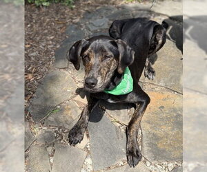 Labrador Retriever-Unknown Mix Dogs for adoption in Warrenton, VA, USA