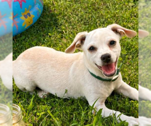 Chihuahua Dogs for adoption in Yardley, PA, USA