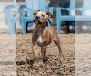 American Staffordshire Terrier-Jack Russell Terrier Mix Dogs for adoption in St. Louis Park, MN, USA