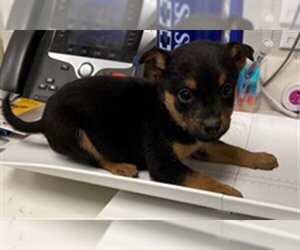 Rottweiler Dogs for adoption in Rosenberg, TX, USA