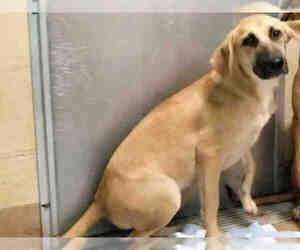 German Shepherd Dog-Unknown Mix Dogs for adoption in Texas City, TX, USA