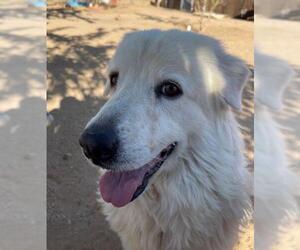 Great Pyrenees Dogs for adoption in Apple Valley, CA, USA