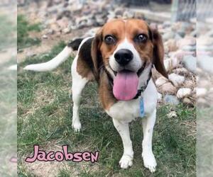 Beagle Dogs for adoption in Mason, MI, USA
