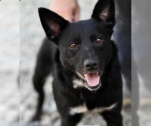 Texas Heeler-Unknown Mix Dogs for adoption in Santa Cruz, CA, USA