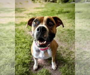 Boxer Dogs for adoption in Dumont, NJ, USA