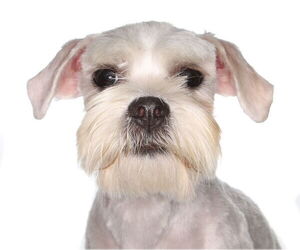 Maltese Dogs for adoption in Oakland Park, FL, USA