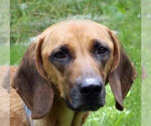 Basset Hound-Unknown Mix Dogs for adoption in Charleston, SC, USA