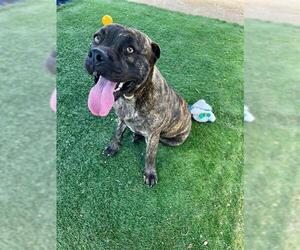 American Pit Bull Terrier-Unknown Mix Dogs for adoption in HESPERIA, CA, USA