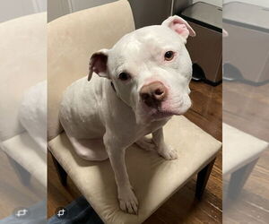 American Pit Bull Terrier Dogs for adoption in Derwood, MD, USA