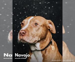 American Staffordshire Terrier-Unknown Mix Dogs for adoption in San Antonio, TX, USA