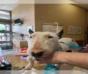 Miniature Bull Terrier Dogs for adoption in Upland, CA, USA