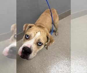 American Pit Bull Terrier-Unknown Mix Dogs for adoption in Las Vegas, NV, USA