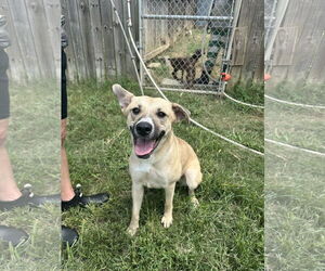 Mutt Dogs for adoption in Jackson, MS, USA